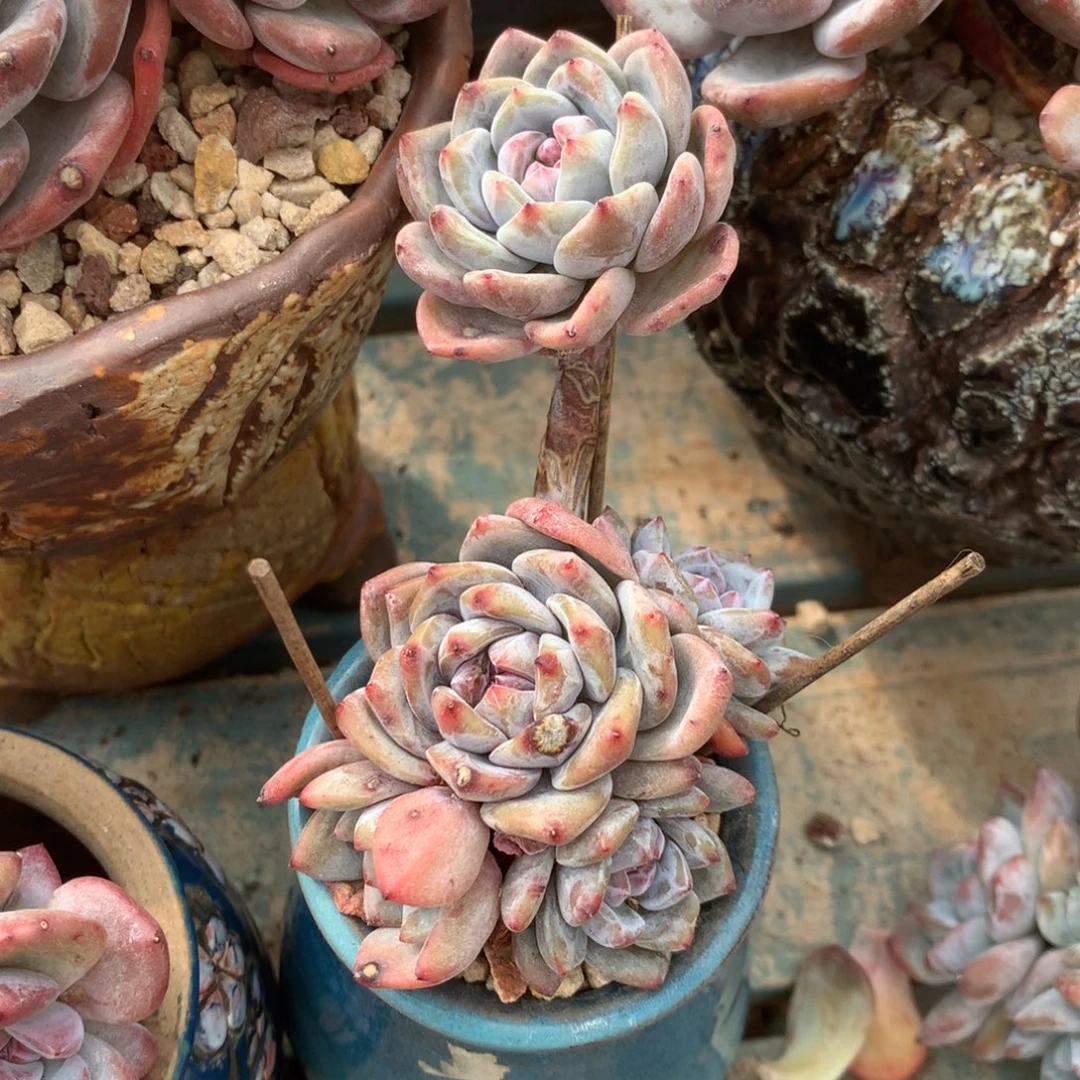 无花朵哈哈哈哈哈哈哈