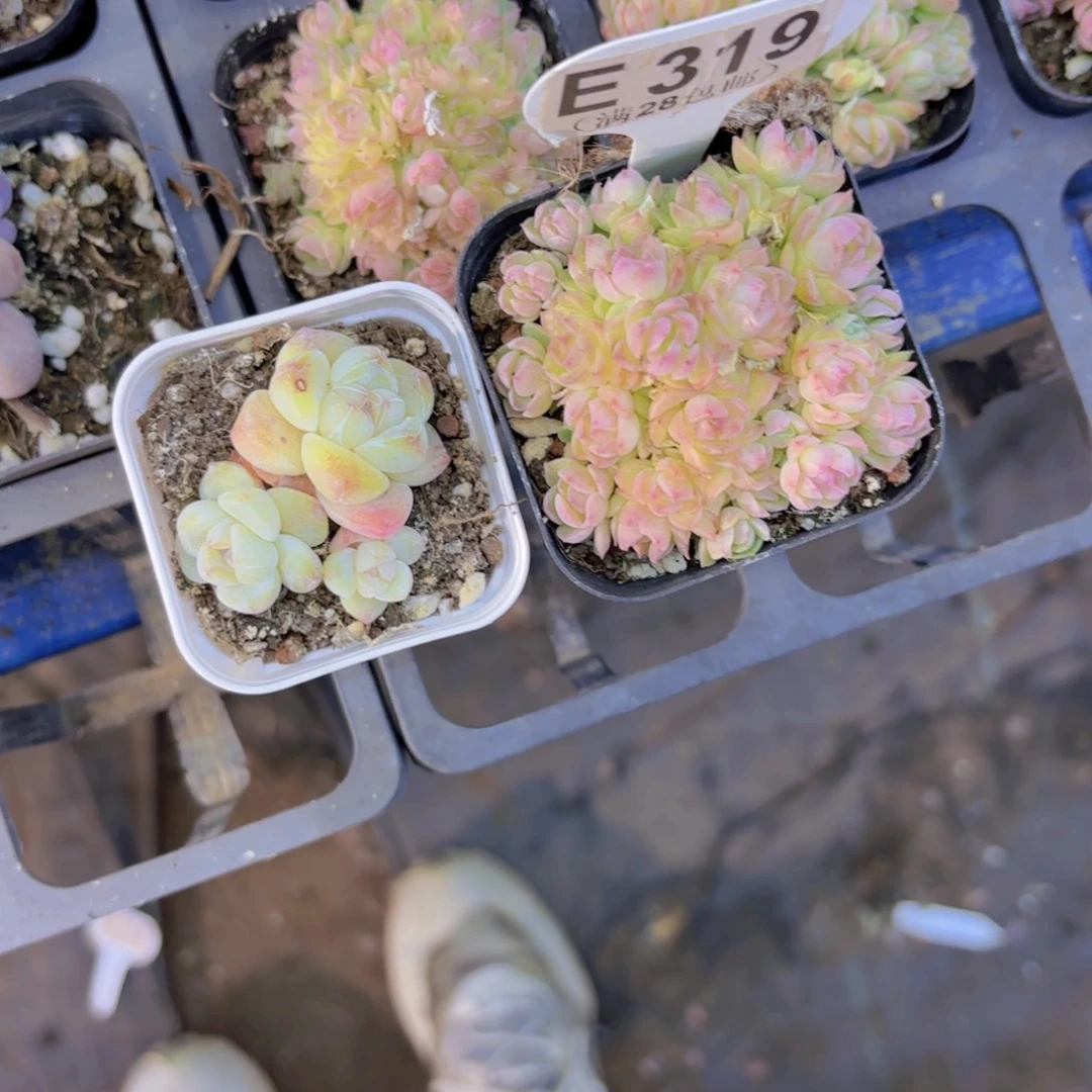 E319两颗一物一拍