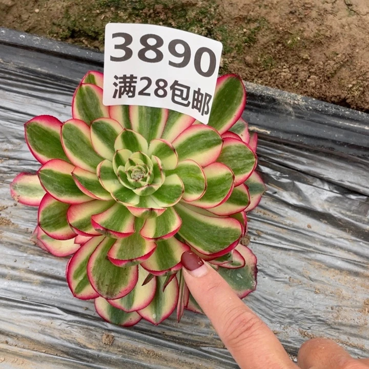 3890一号棚荔枝多肉植物J