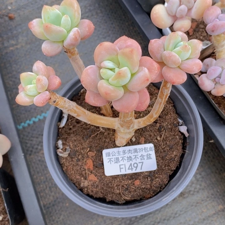 樱花洛神老桩497多肉植物