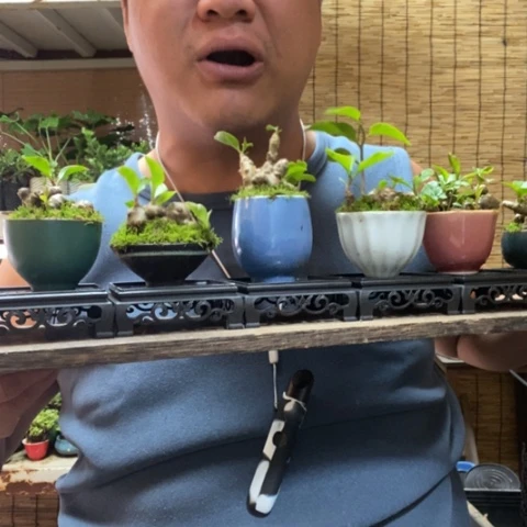 红陶四方托盘掌中宝三七一个器型随缘带盆发货