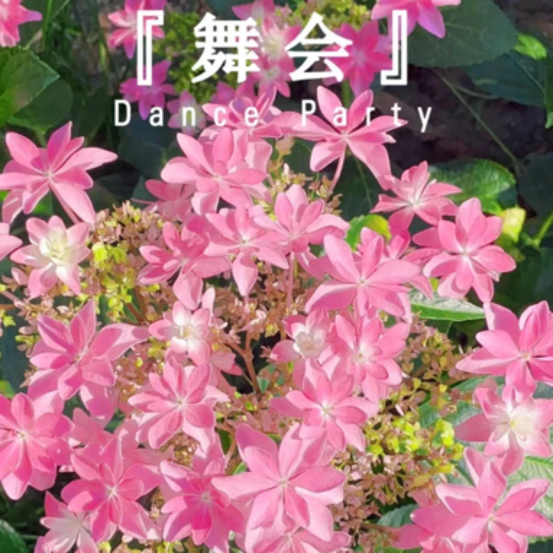 【舞会绣球花】绣球花老桩苗带盆带土发货盆栽花卉