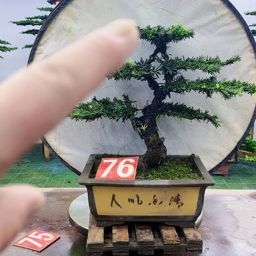 完全开放罗汉松盆景艺术