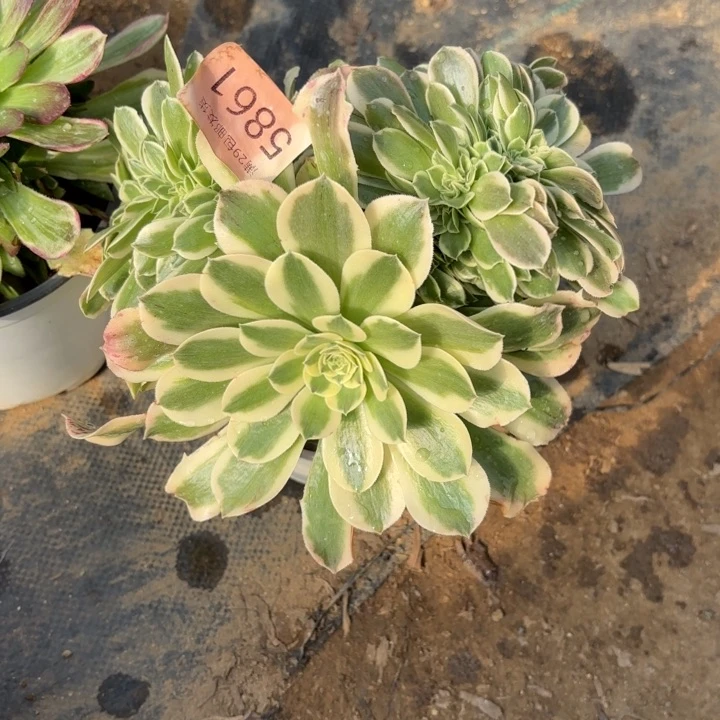 绿豆沙坠多肉法师5861