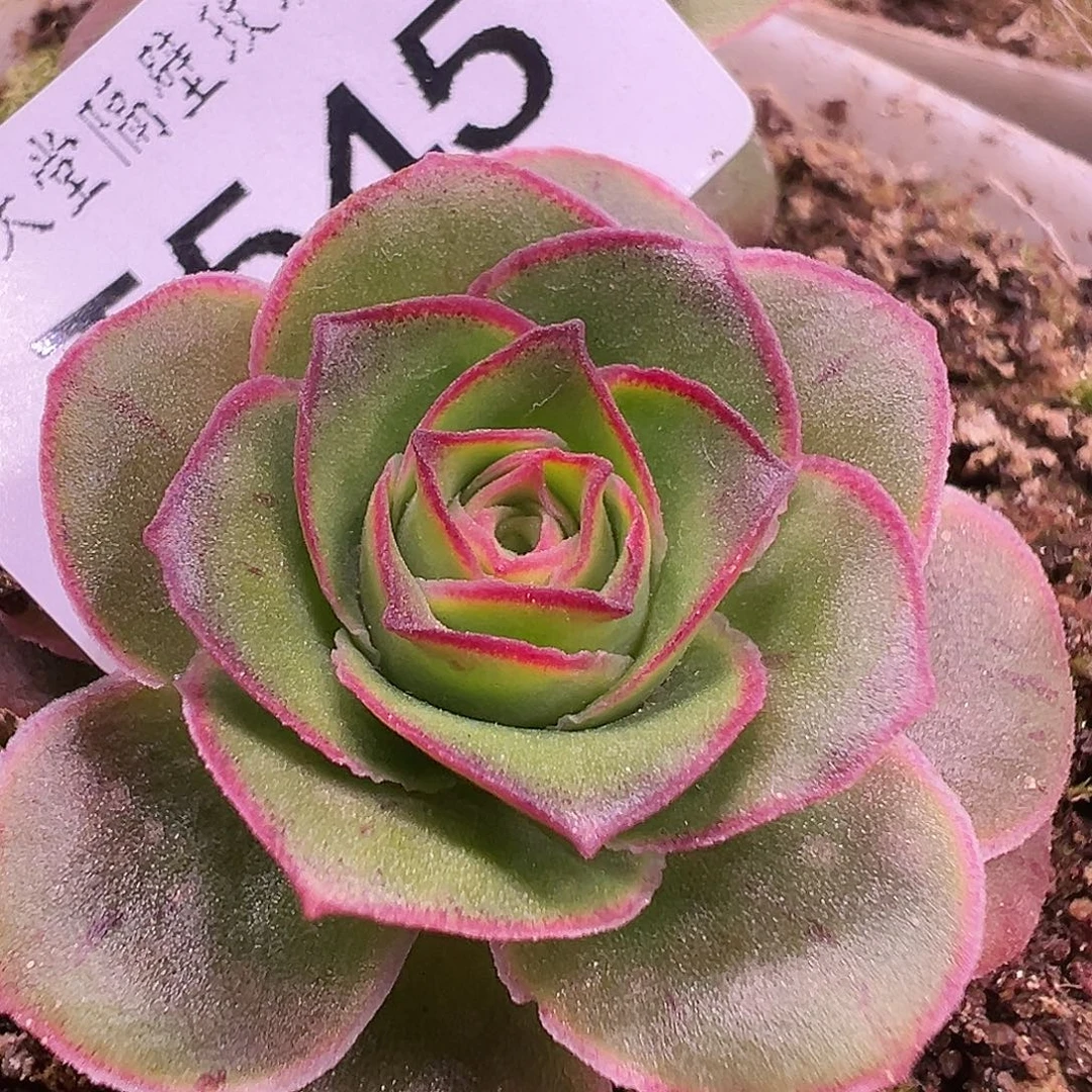 ****来糖糖545 龙沙遗梦