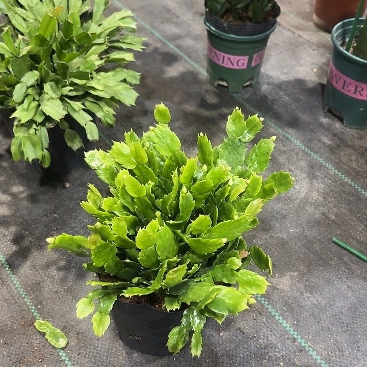 心***雨当前无花栽培后可以开花