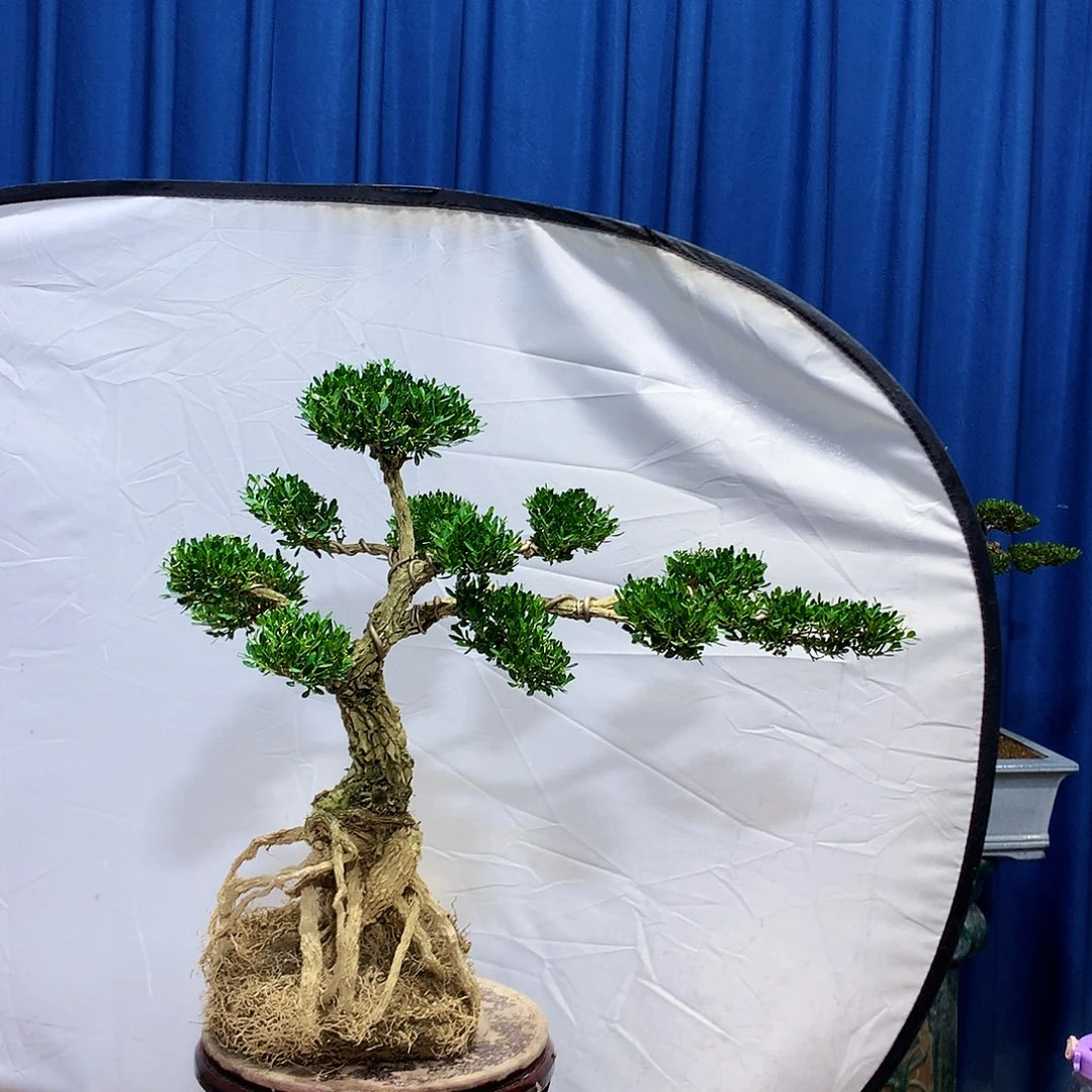 无花朵黄杨盆景一物一拍