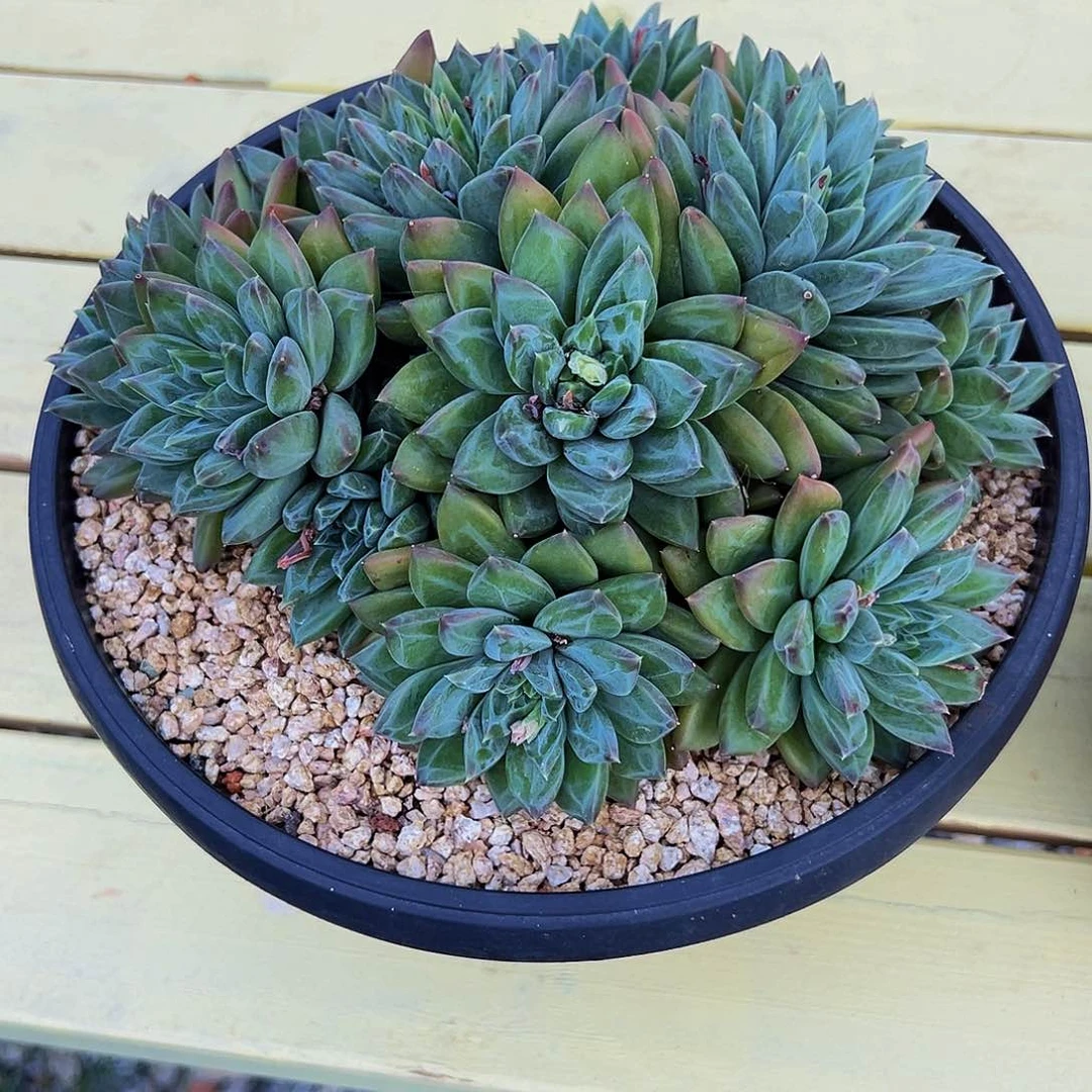 幻影111111111111111111