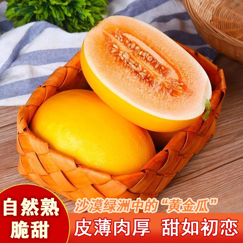 【现摘现发】黄金小哈密瓜脆甜多汁应季水果甜瓜哈密瓜新鲜采摘