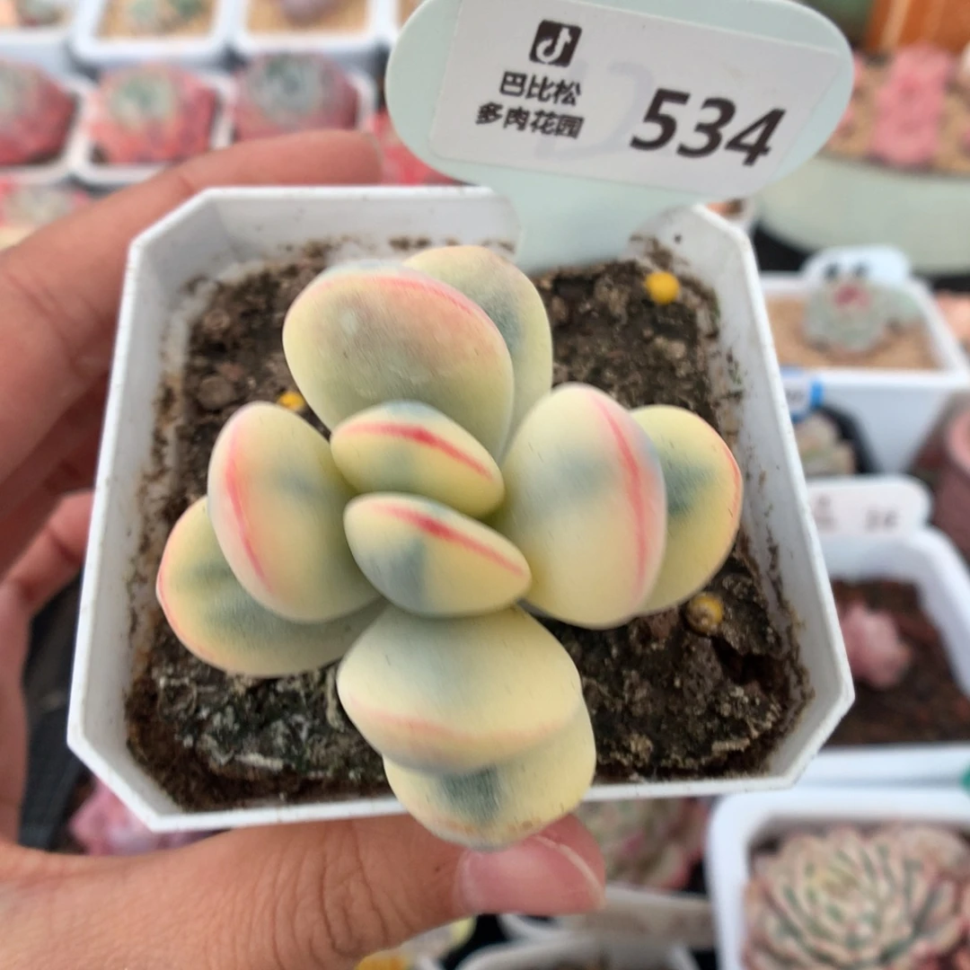 534乒乓福娘锦多肉植物