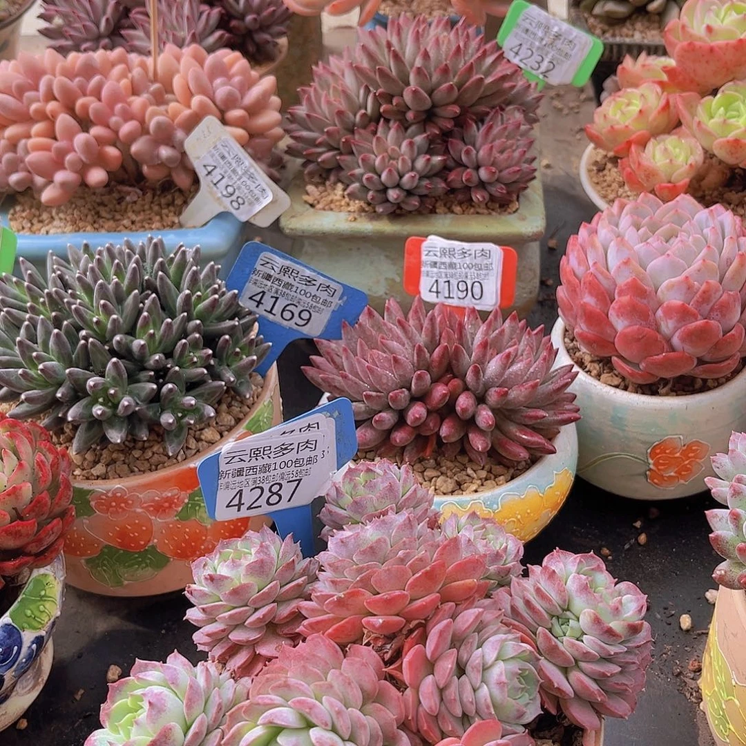 4287朱砂痣多肉植物