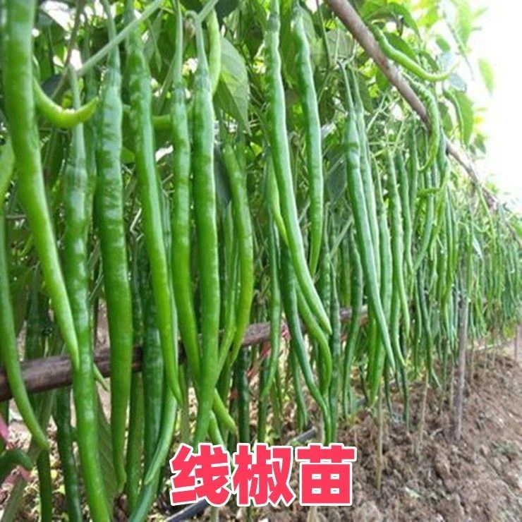 辣椒苗高产薄皮椒苗长线椒苗螺丝椒苗朝天椒苗牛角椒苗四季本地