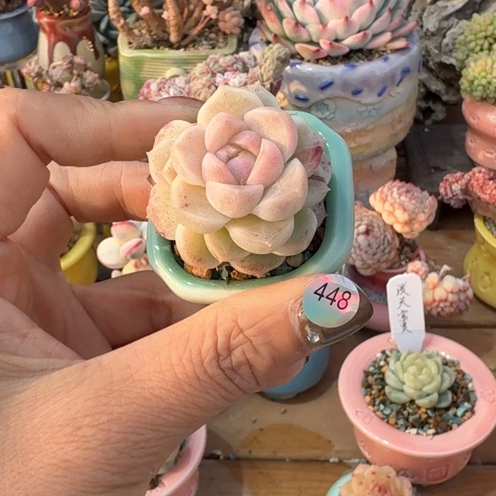 448 多肉含盆土 30包邮 除偏远