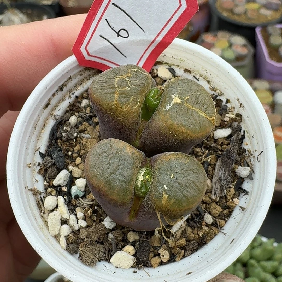 161多肉哈哈哈哈哈哈