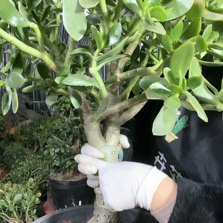 老桩玉树玉树玉树