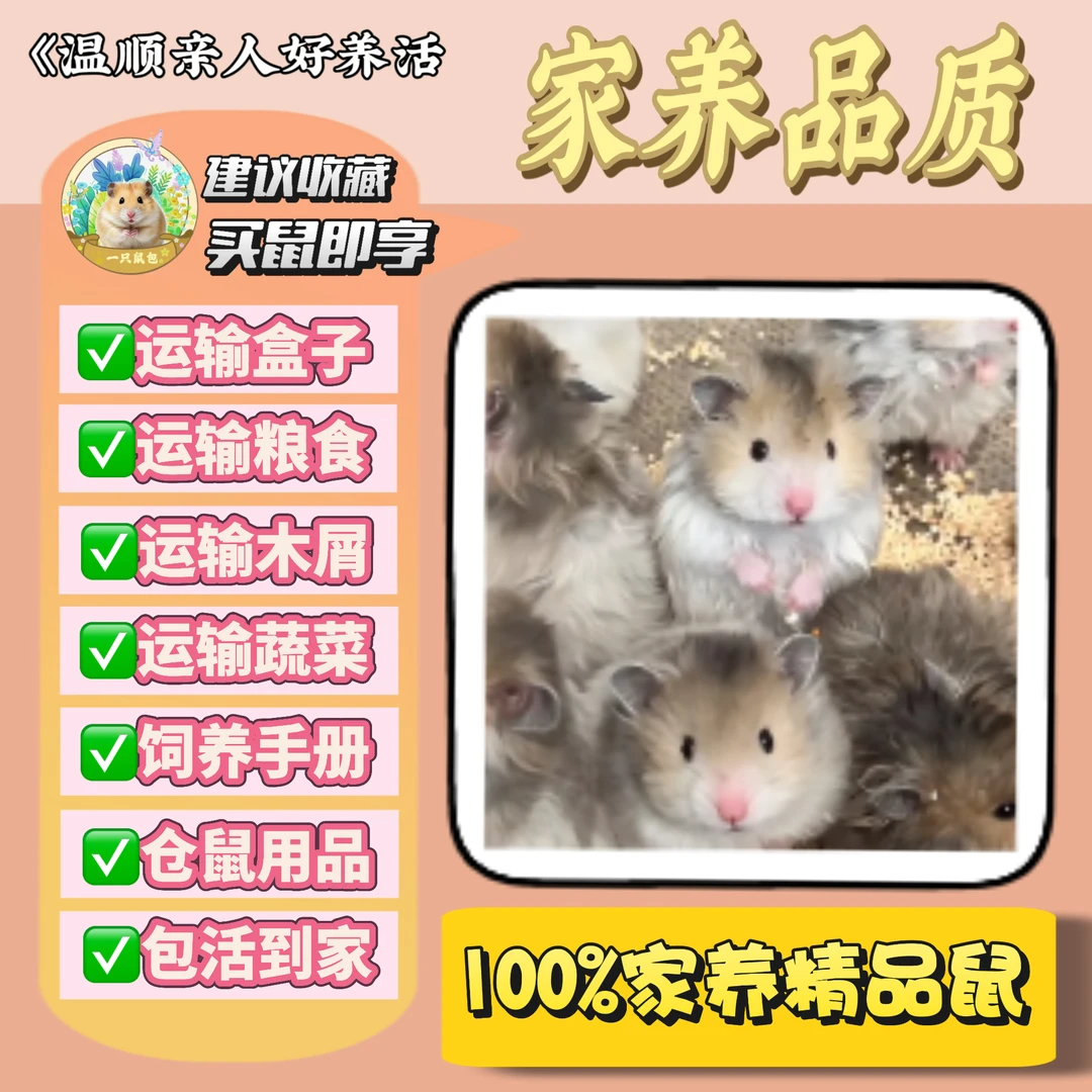 【一只鼠包】活体金丝熊宠物自家繁殖精品金丝熊宝宝长毛卷毛包邮