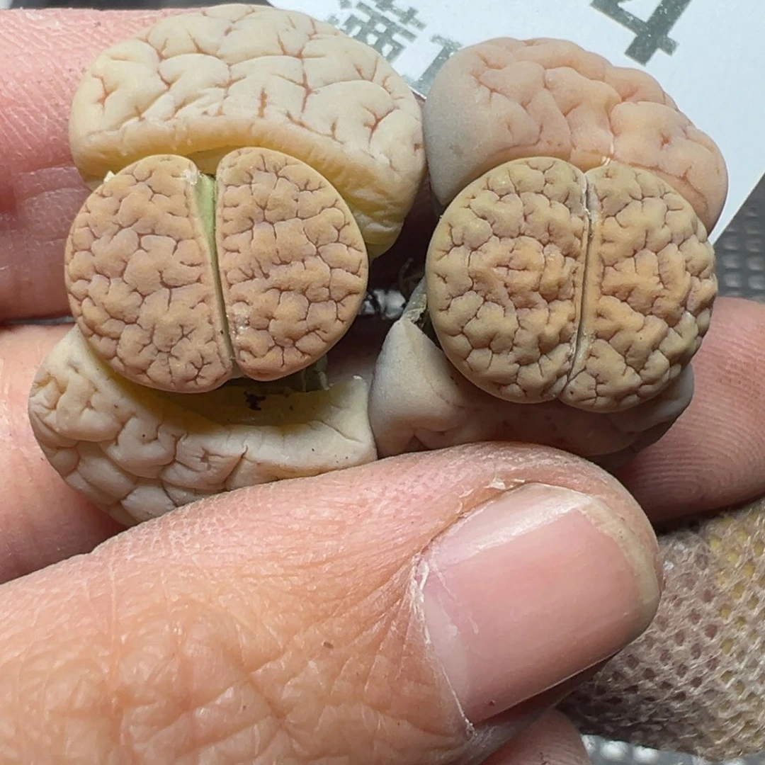 【闪购商品】574……