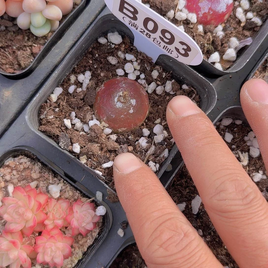 B093灯泡一物一拍