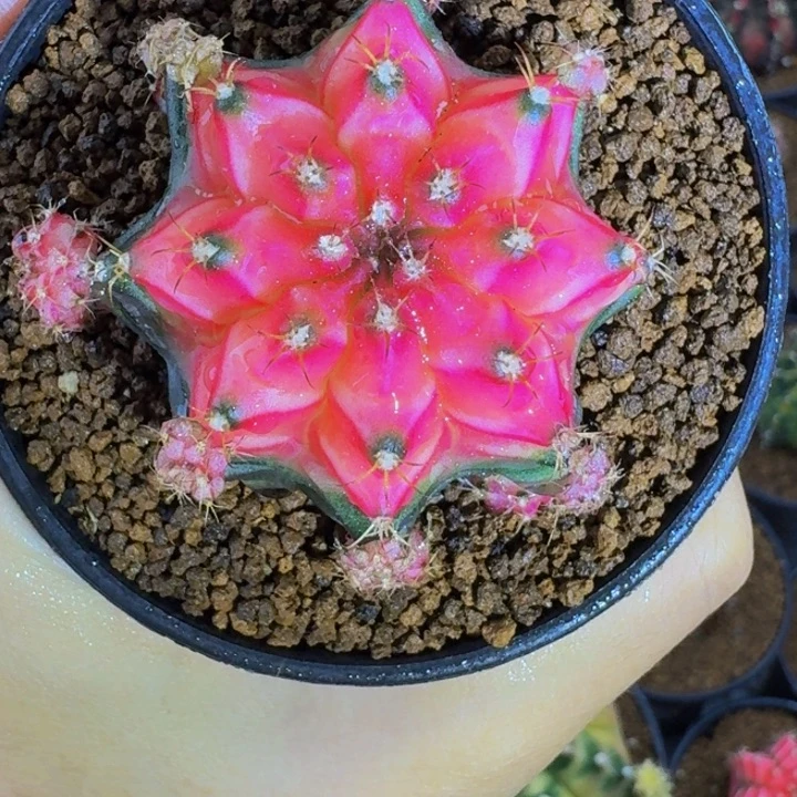 樱花穹顶0 00000000009