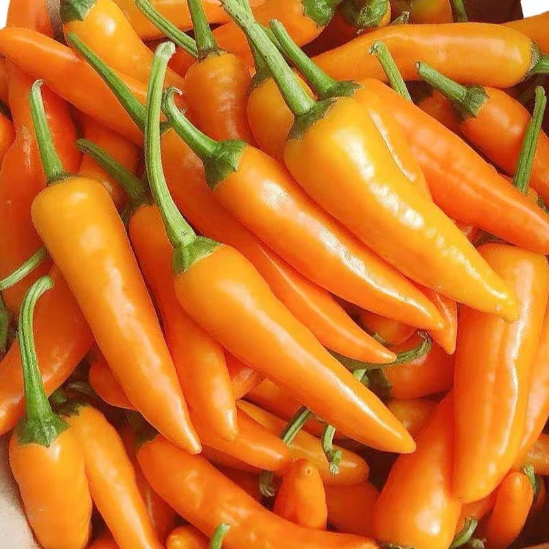 永安黄椒福建特产 永安农家蔬菜 超辣新鲜永安黄椒500g