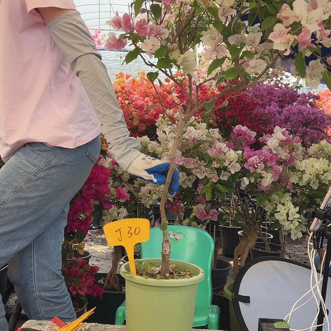 我****大部分花苞少量开放J30广红樱