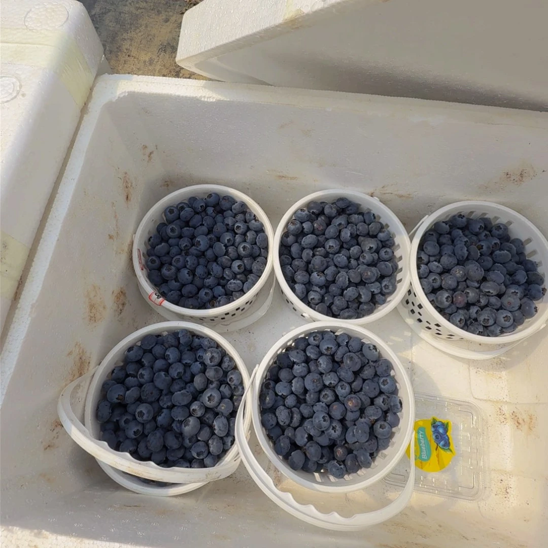 一公斤lanmei八盒一组