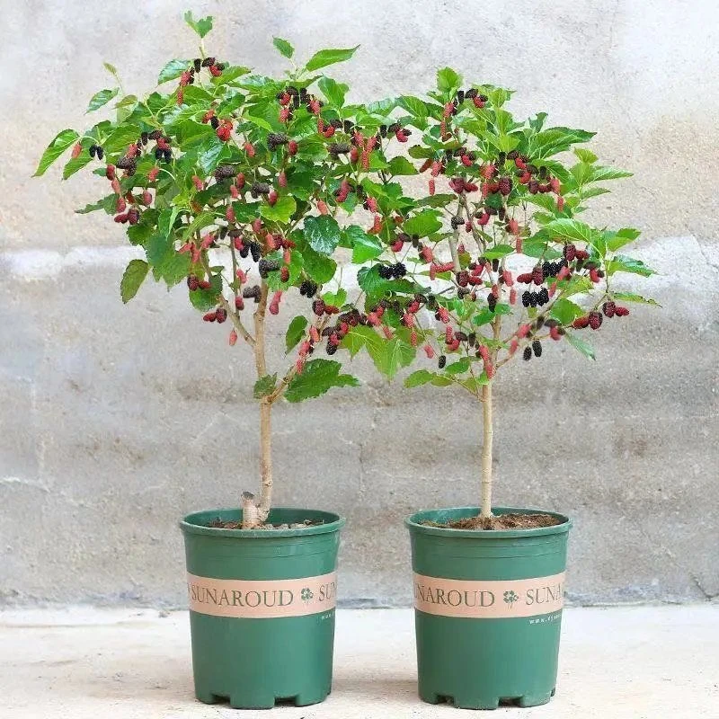 桑葚树苗桑葚苗桑苗盆栽地栽阳台庭院种植