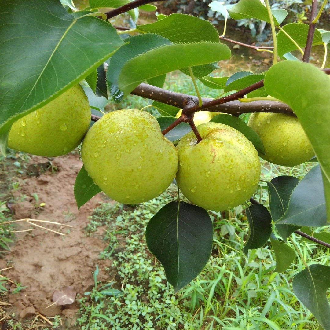 【山西省内专享】同川酥梨7.5斤正宗新鲜水果脆甜多汁爽口当季水果