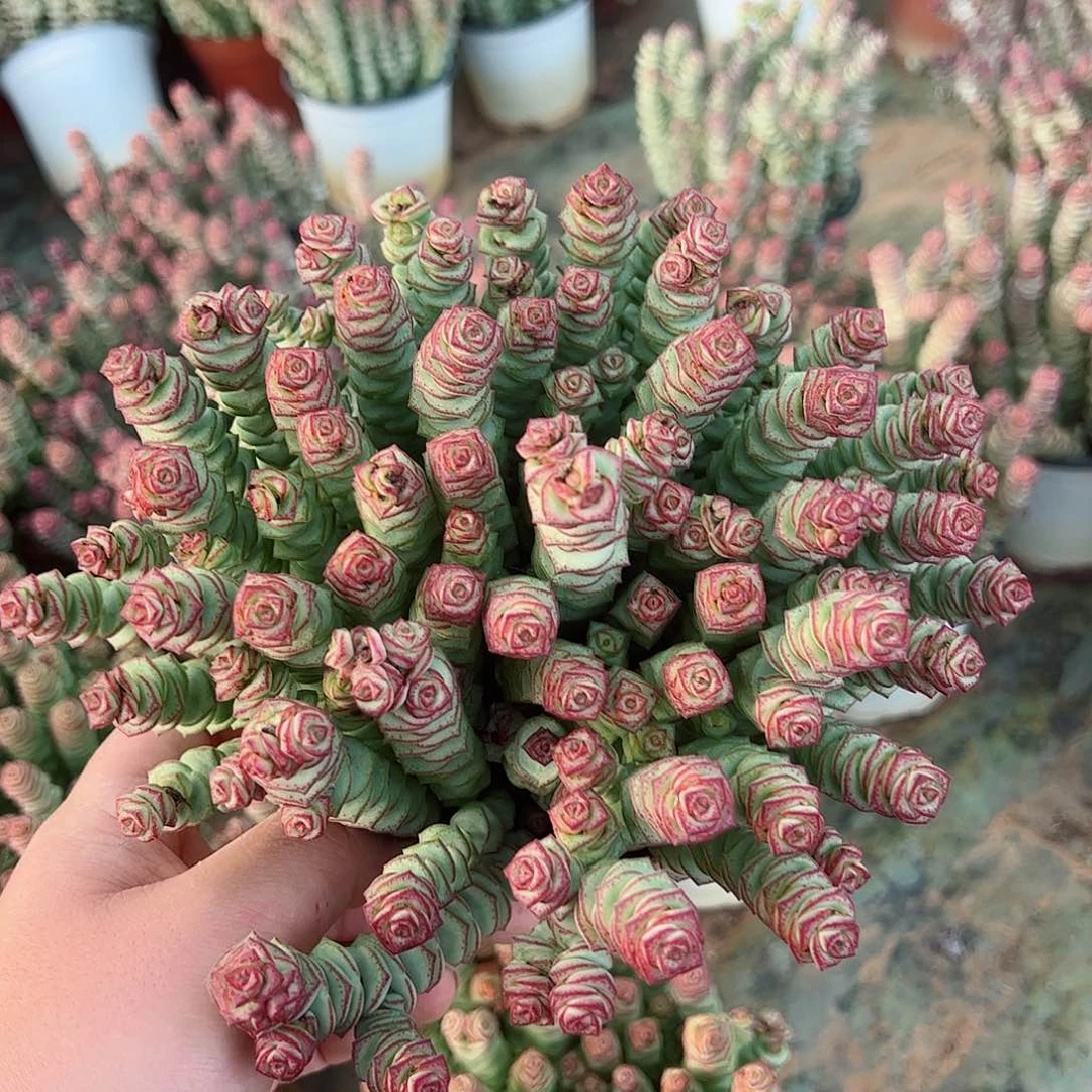 钱串散装带盆土发