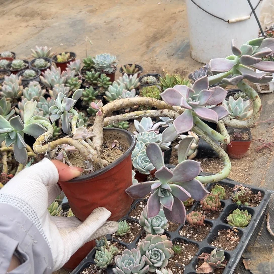 多肉植物多肉植物