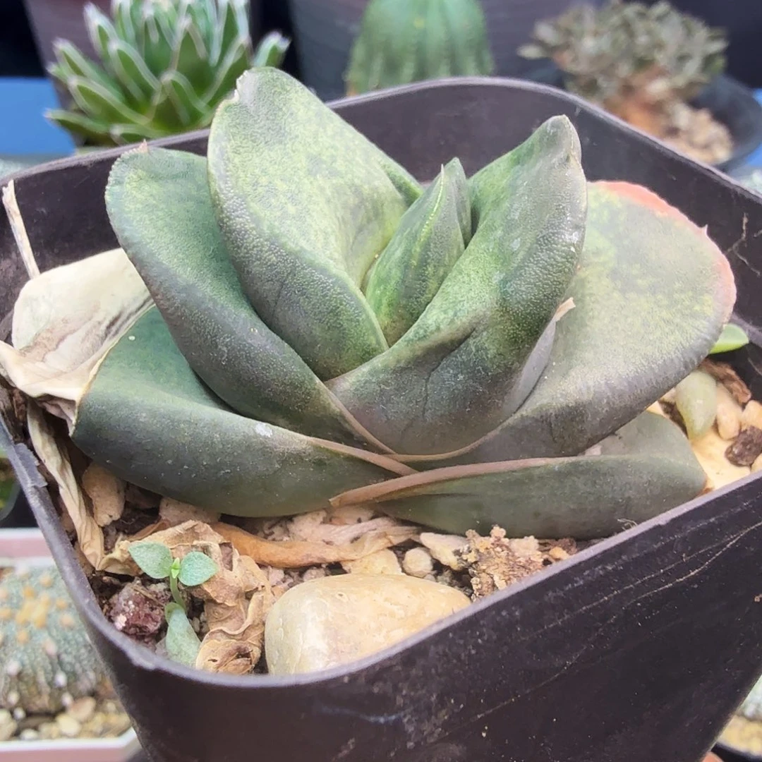 艳肌折叶螺旋卧牛实生多肉植物