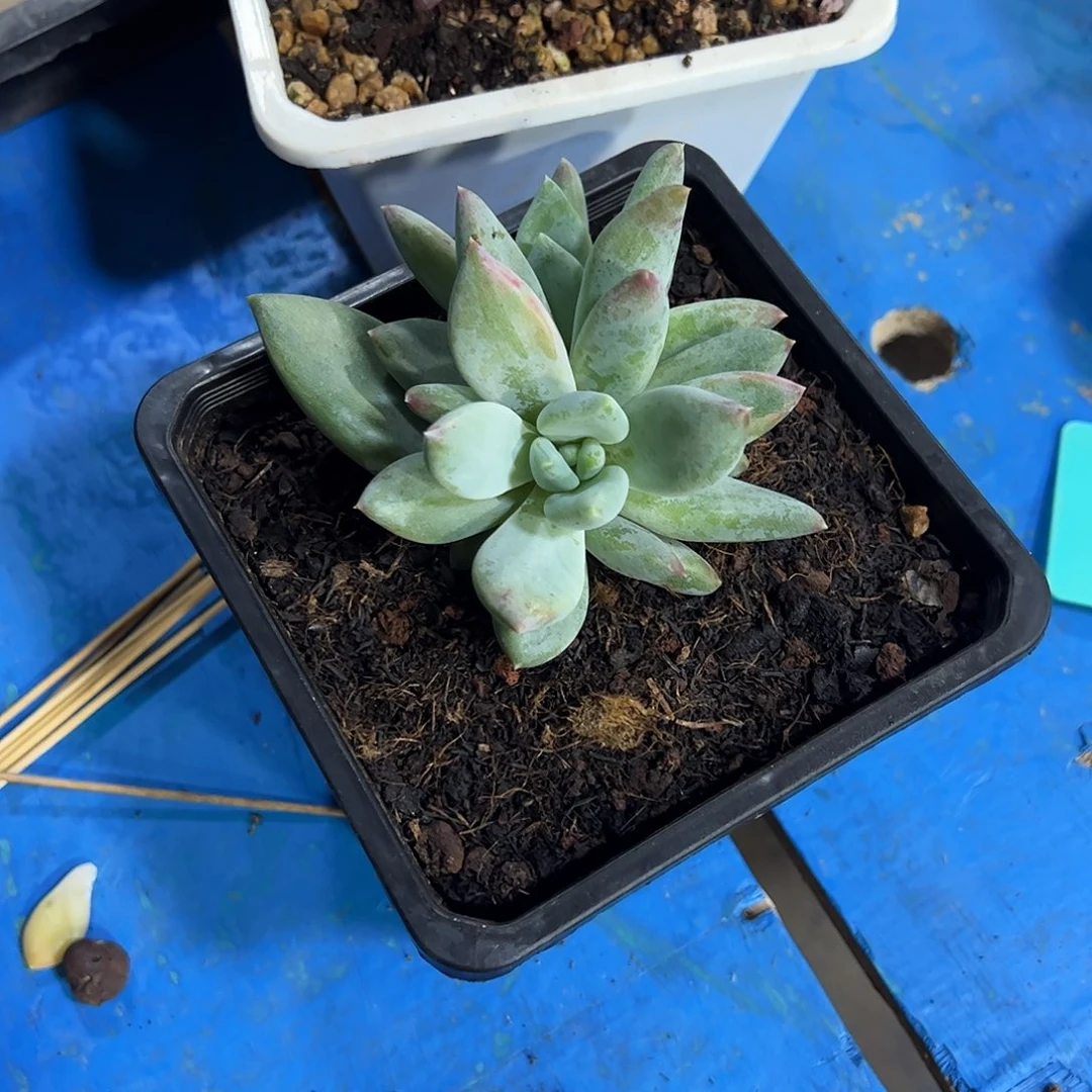 华****金伊丽莎白锦多肉植物