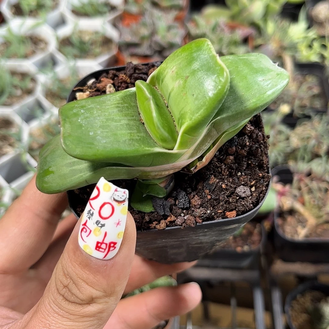 蜗牛元宝单头发货有根