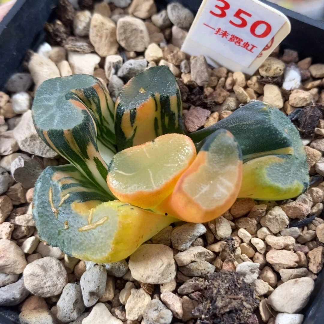 350大明湖万象锦一物一拍
