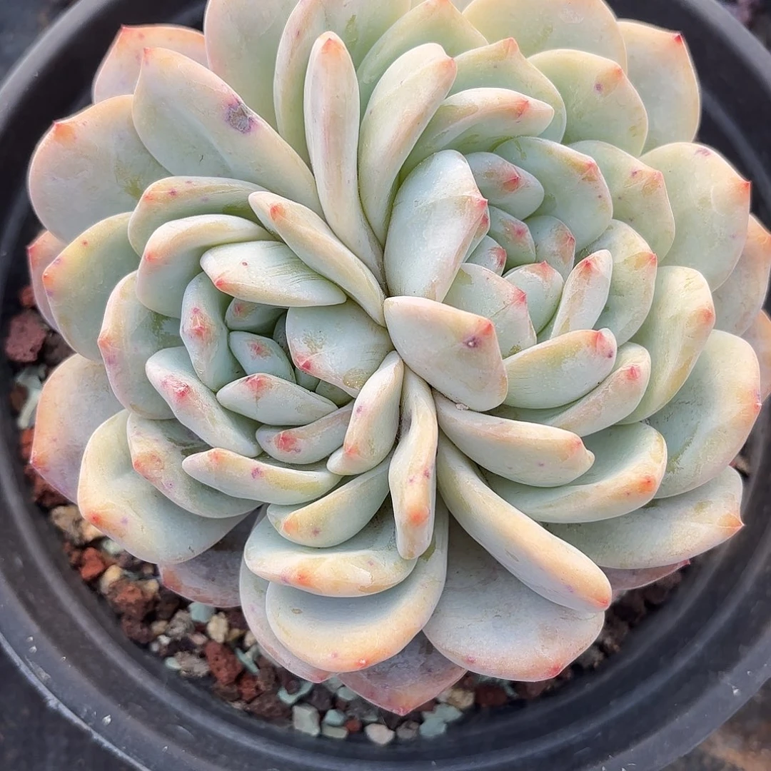 是**?同温层多肉201雪天使