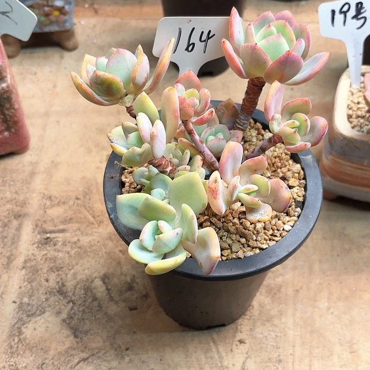 多肉植物，白月光164号