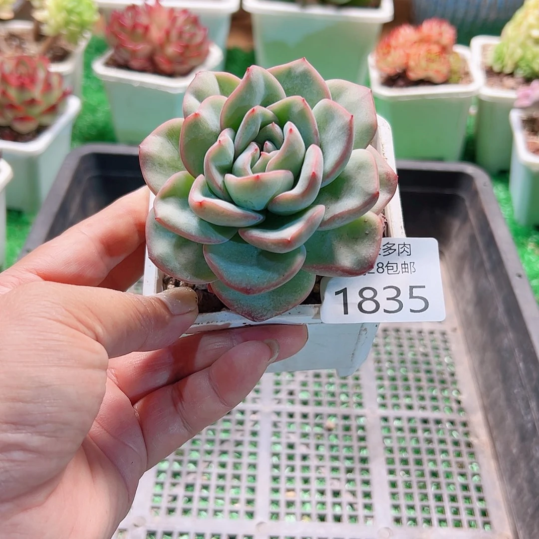 金***堂多肉一物＿拍植物1835