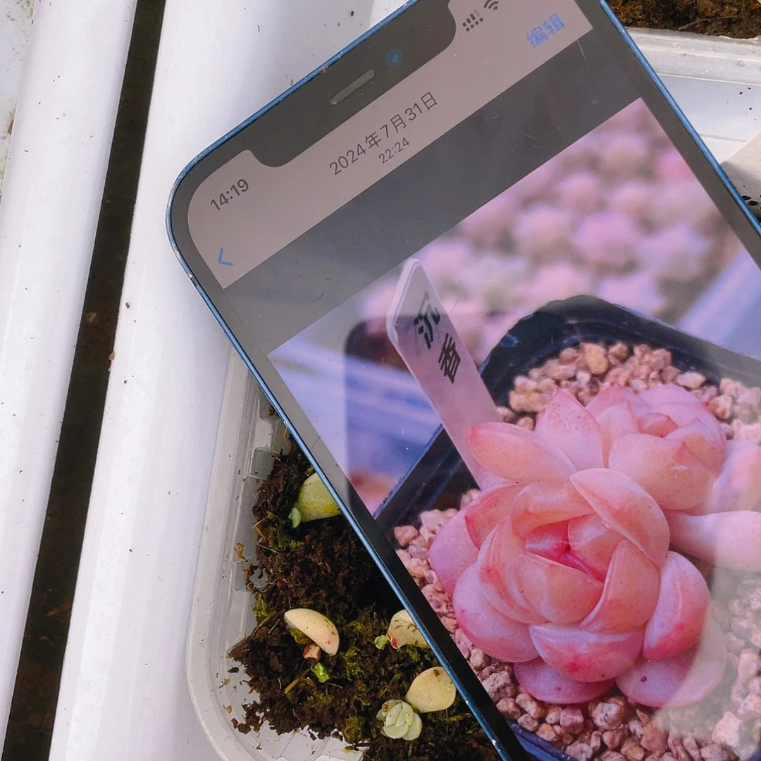 明眸芝麻苗一个满25包邮