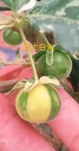 金弹子品种 老鸦柿品种 直播间一物一拍 单拍无效