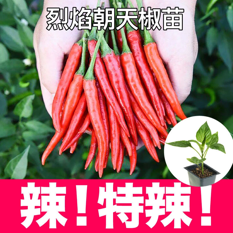 高产特辣超辣朝天椒苗阳台庭院盆栽四季种植穴盘带土蔬菜辣椒苗