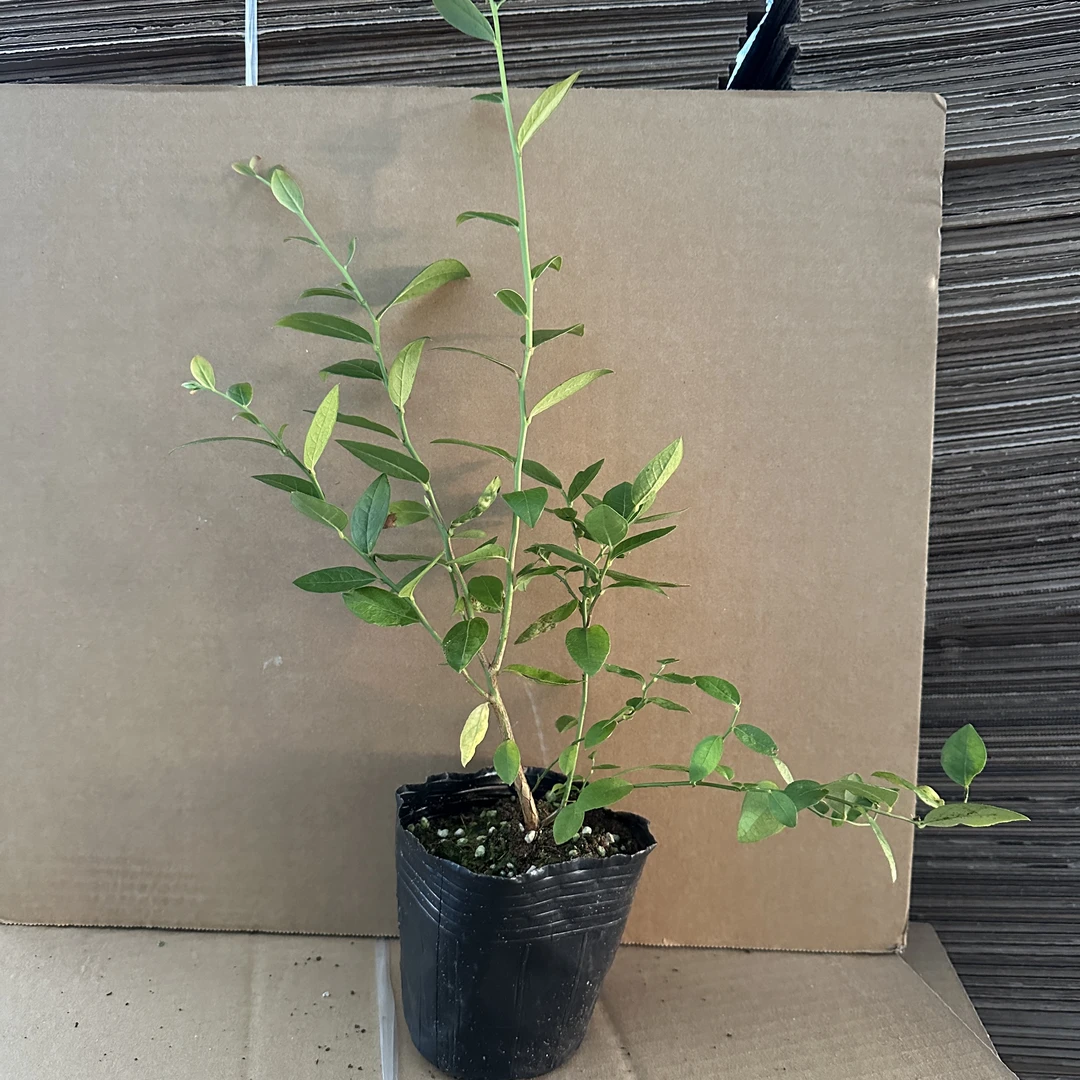 LF 新品种 新手友好很好种室内阳台 庭院