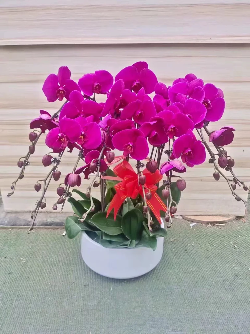 《大辣椒》十大经典送人送礼开花基地直发带花带花苞