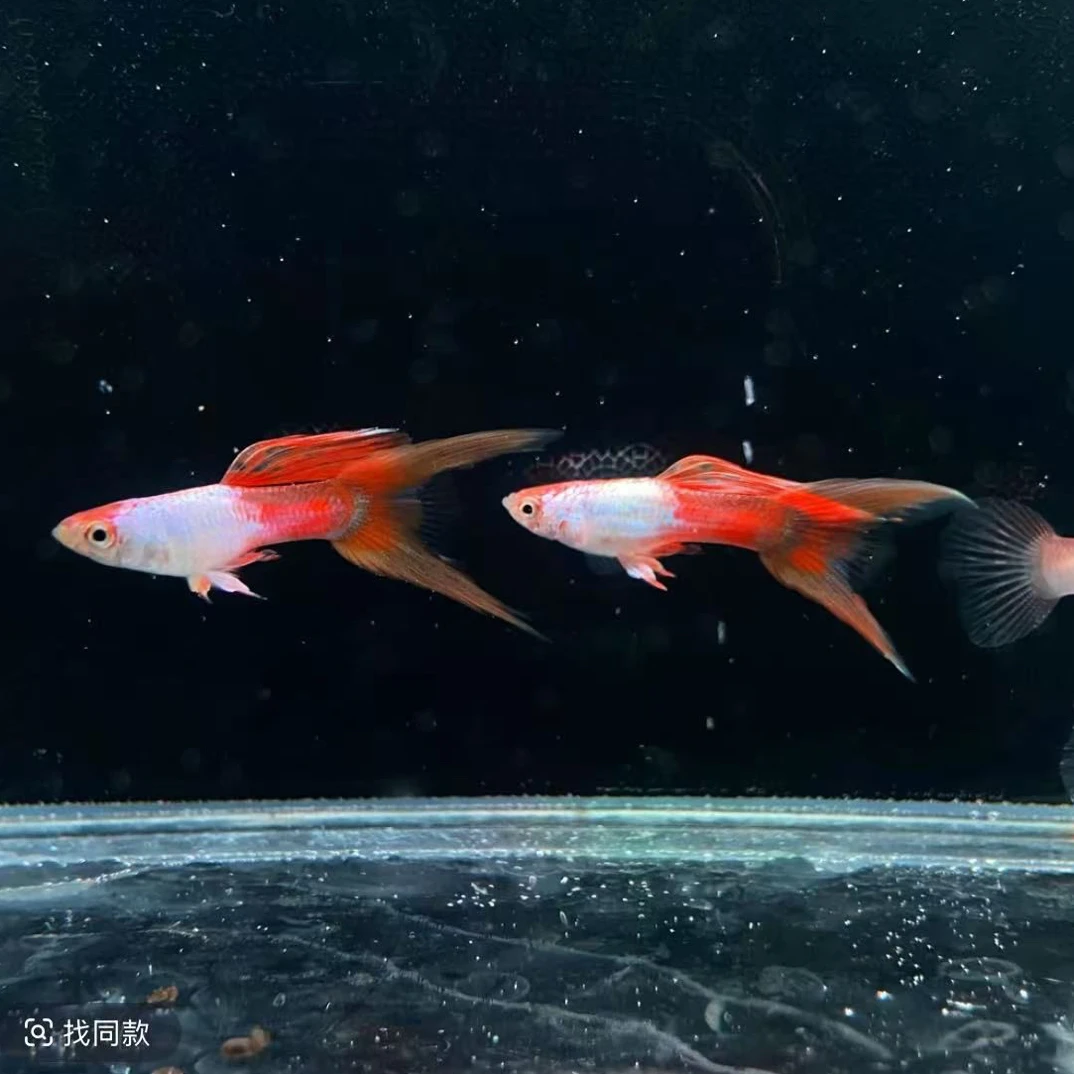 精品艾尔因红尾双箭