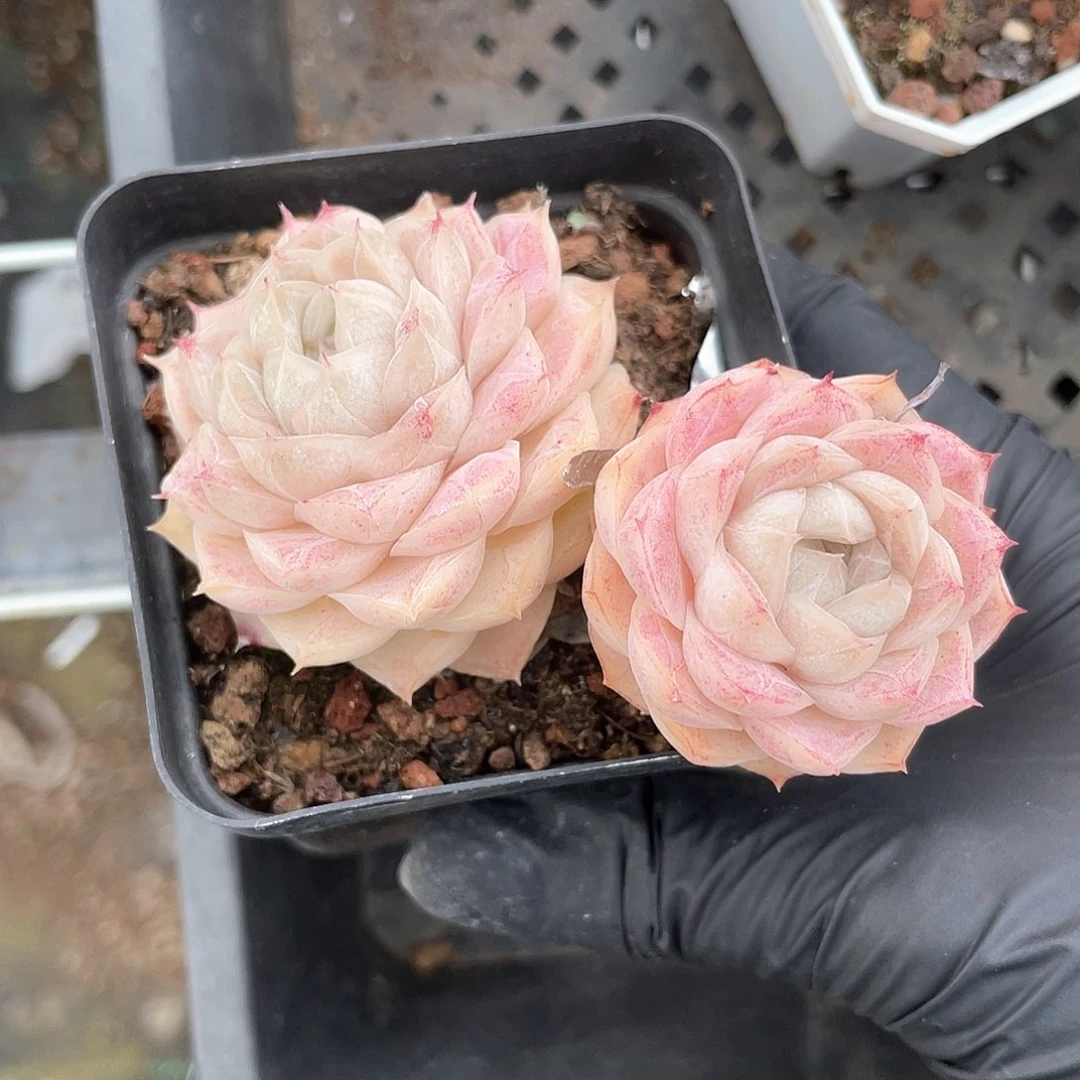 优选77号女王966