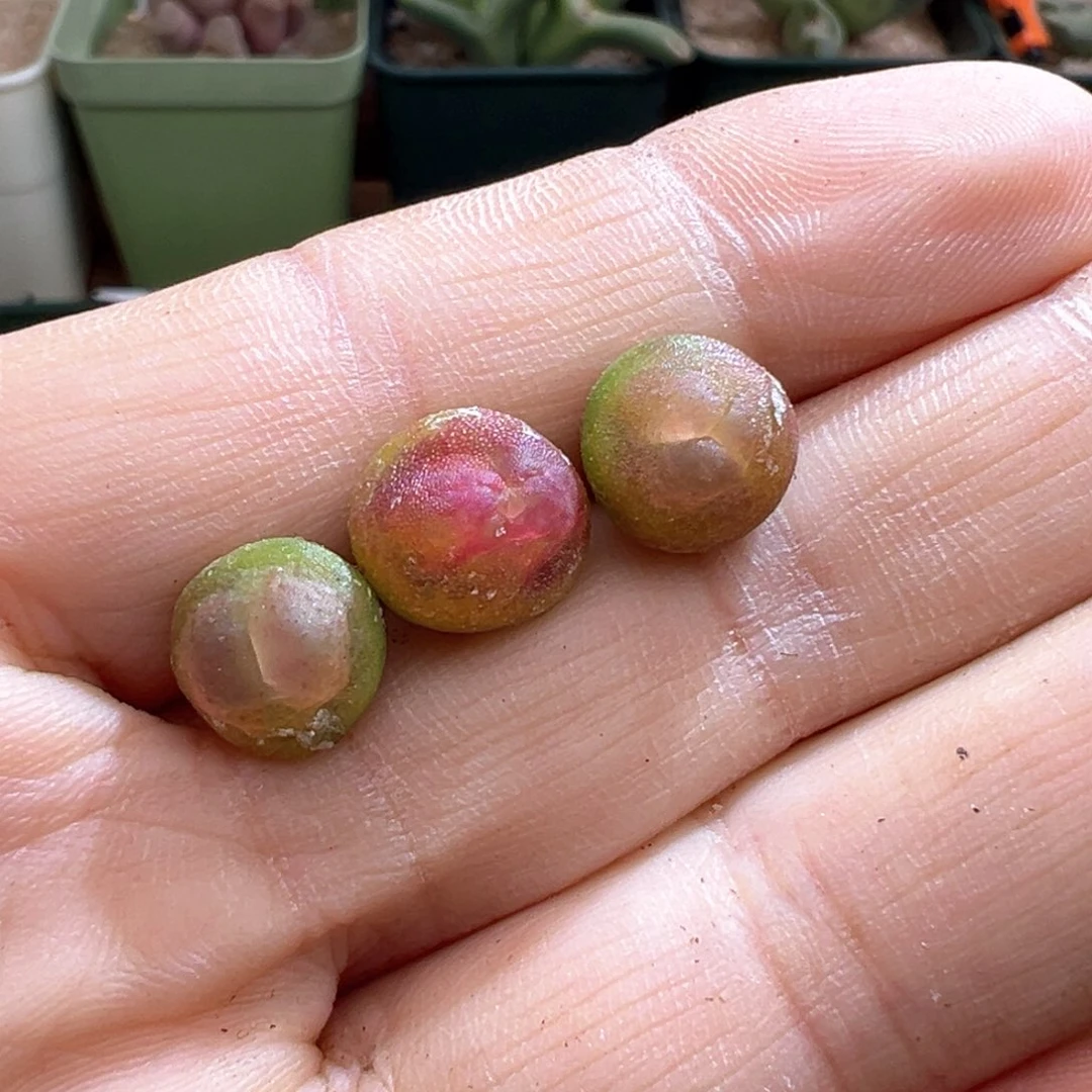 638。赞赞福利 正版2606紫皮拉登单颗