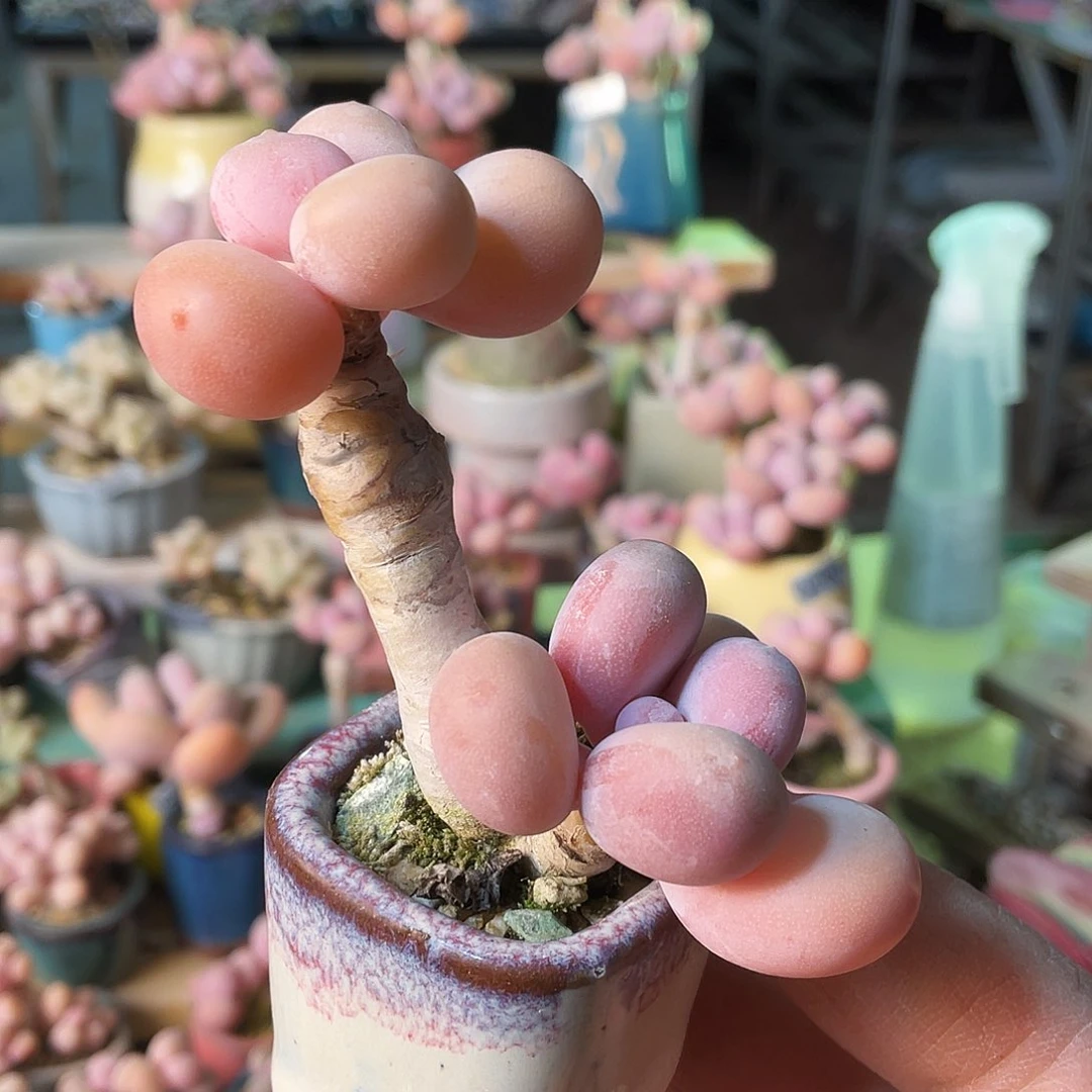 重****了多肉植物的生长发育与生长