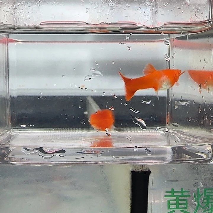 孔雀鱼关注主播可以下单