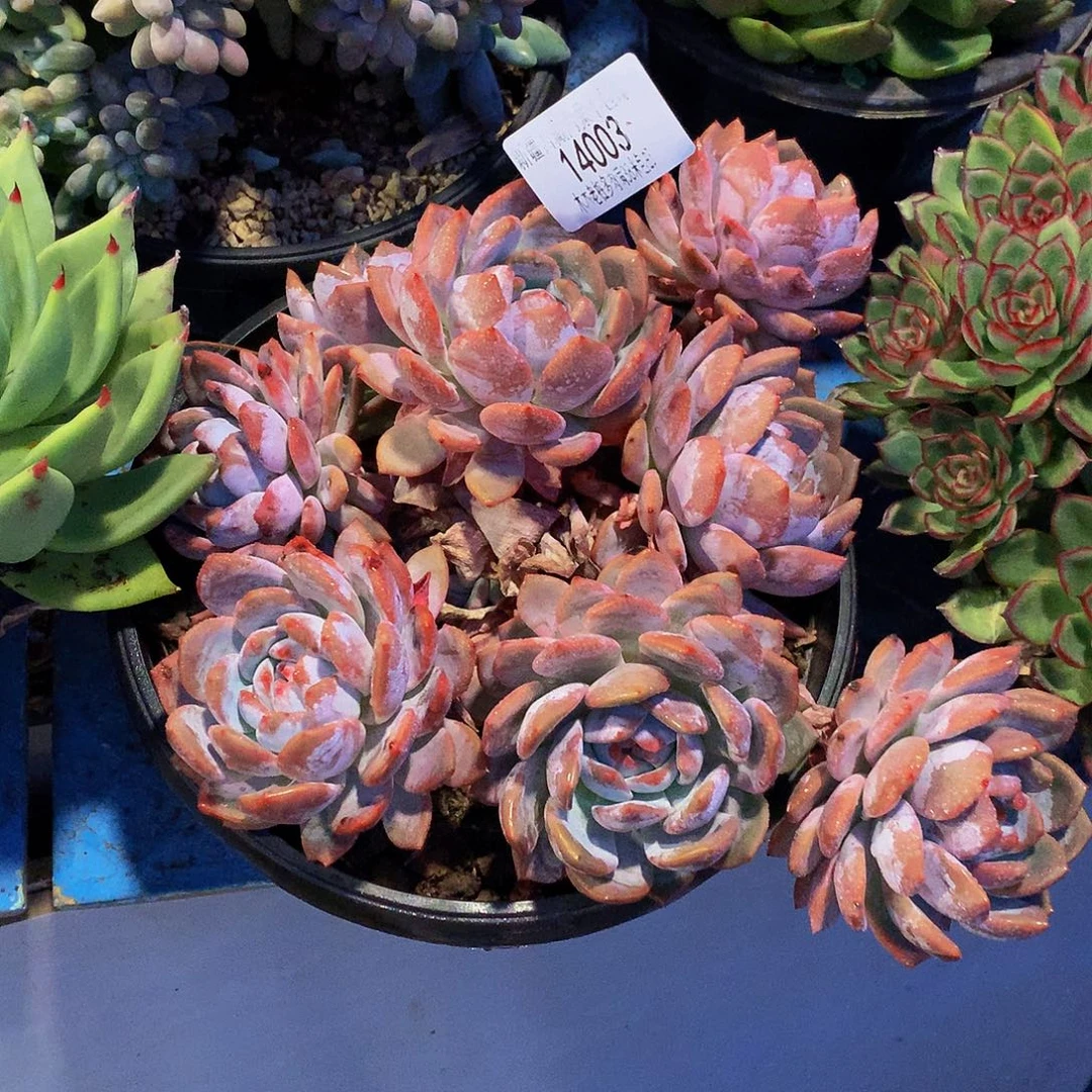 爱***在    石榴汁橙多肉14003