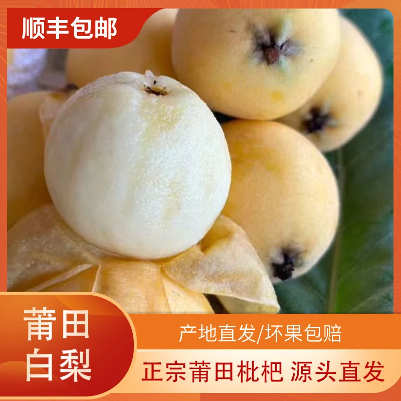 正宗白梨枇杷孕妇水果顺丰包邮纯天然新鲜采摘果园直发送礼礼盒装