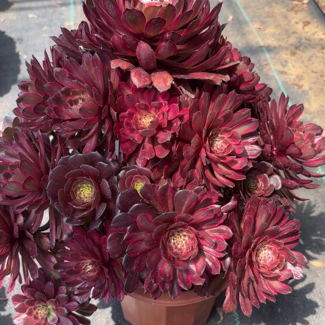 126紫霞多肉植物绿植
